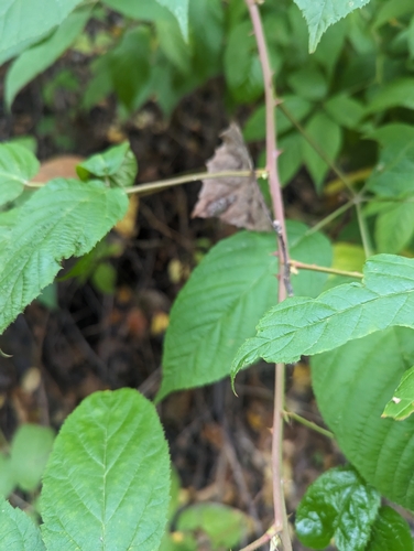 Rubus allegheniensis