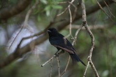 Dicrurus adsimilis fugax