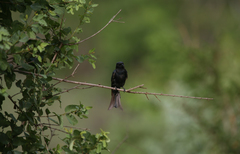 Dicrurus adsimilis fugax