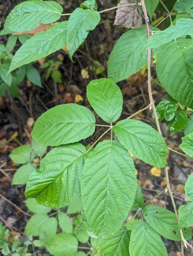 Rubus allegheniensis