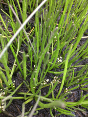 Lilaeopsis occidentalis