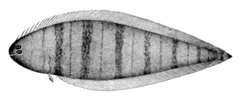 Northern Tonguefish photo 2