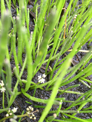 Lilaeopsis occidentalis