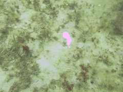 Dendronotus