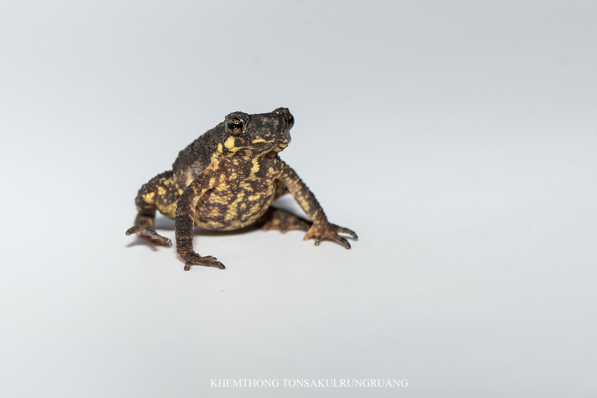 Pilok Stream Toad photo 2