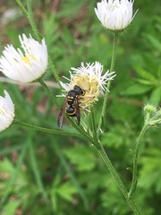 Ancistrocerus catskill