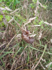 Cicada orni
