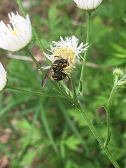 Ancistrocerus catskill