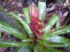 Tillandsia heliconioides