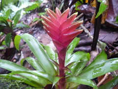 Tillandsia heliconioides