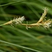 Carex brizoides - Photo (c) Zdeňka Nováková, algunos derechos reservados (CC BY-NC), subido por Zdeňka Nováková