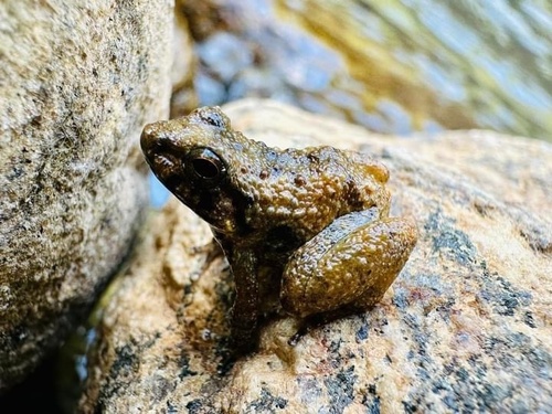 Ingerana tenasserimensis