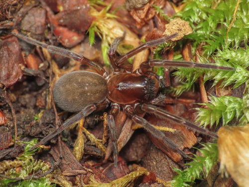 Amaurobius pesarinii