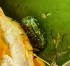 Protaetia orientalis