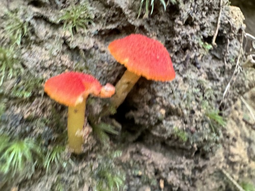 Hygrocybe