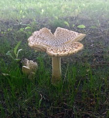 Amanita