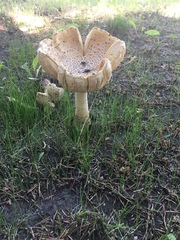 Amanita