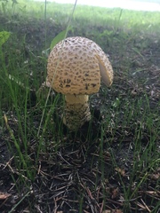 Amanita