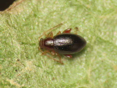 Longitarsus zangherii