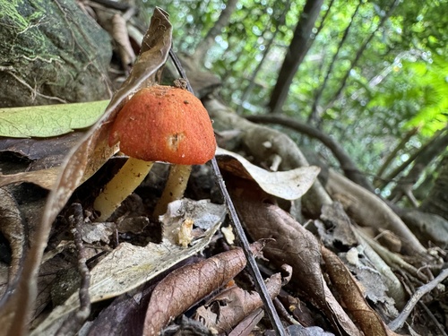 Hygrocybe conica