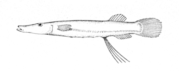 Brownsnout Spookfish