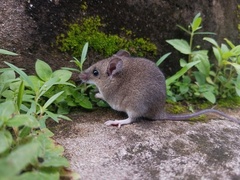 Indochinese Shrewlike Mouse photo 2