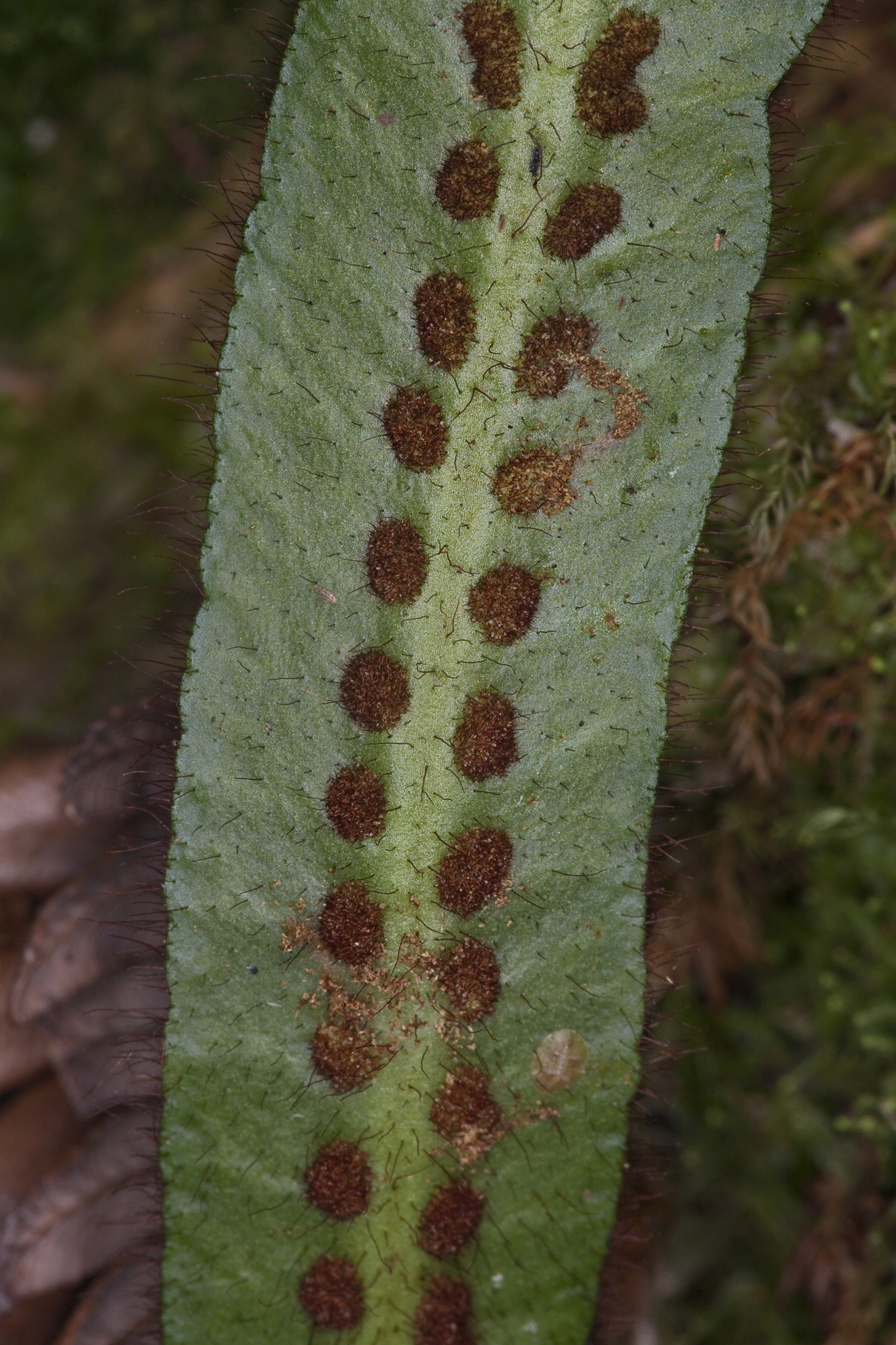 Oreogrammitis