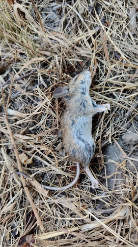 Herb Field Mouse, Балясне, Полтавська область, Україна, photo 5 of 10