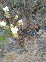 Cochlearia officinalis