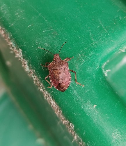 Halyomorpha halys
