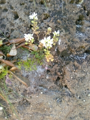 Cochlearia officinalis