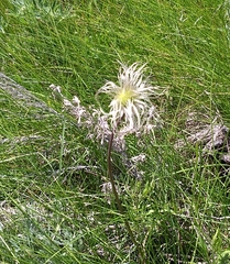 Clematis hirsutissima
