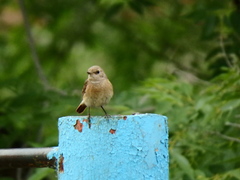 Phoenicurus phoenicurus