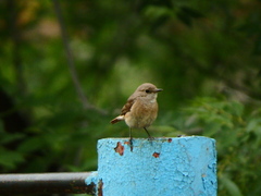 Phoenicurus phoenicurus