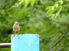 Phoenicurus phoenicurus