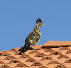 Geococcyx californianus