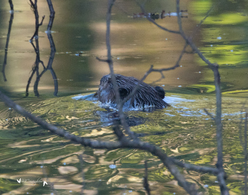 American Beaver photographed in Kentucky