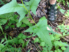 Hasteola suaveolens