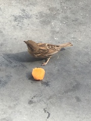 Passer domesticus