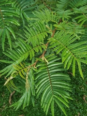 Mimosa trianae