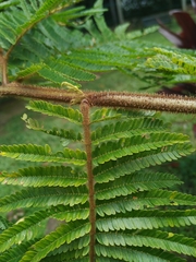 Mimosa trianae