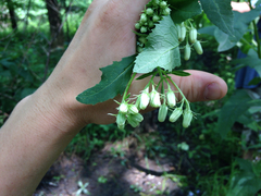 Hasteola suaveolens