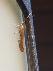 Coleophora mayrella