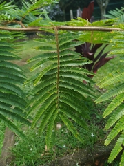 Mimosa trianae