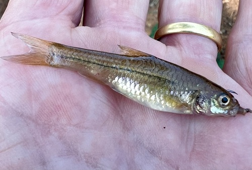 Marico barb (Enteromius motebensis) — Cyprinidae — 3