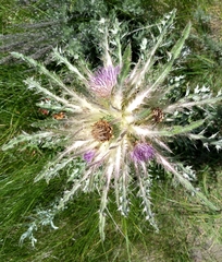 Cirsium scariosum