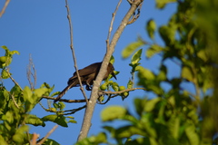 Quiscalus mexicanus
