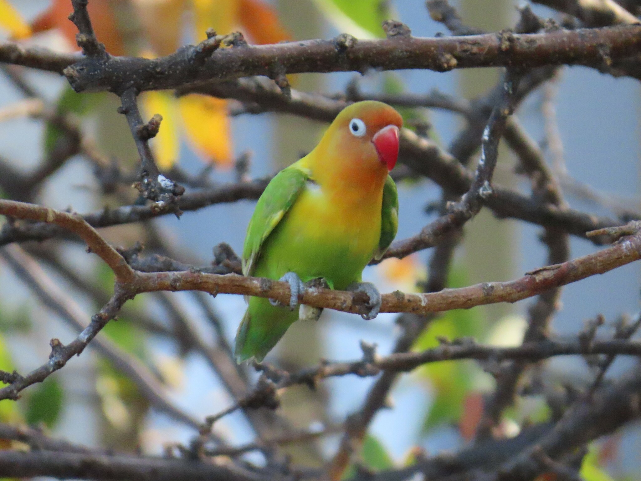 Fischer's Lovebird