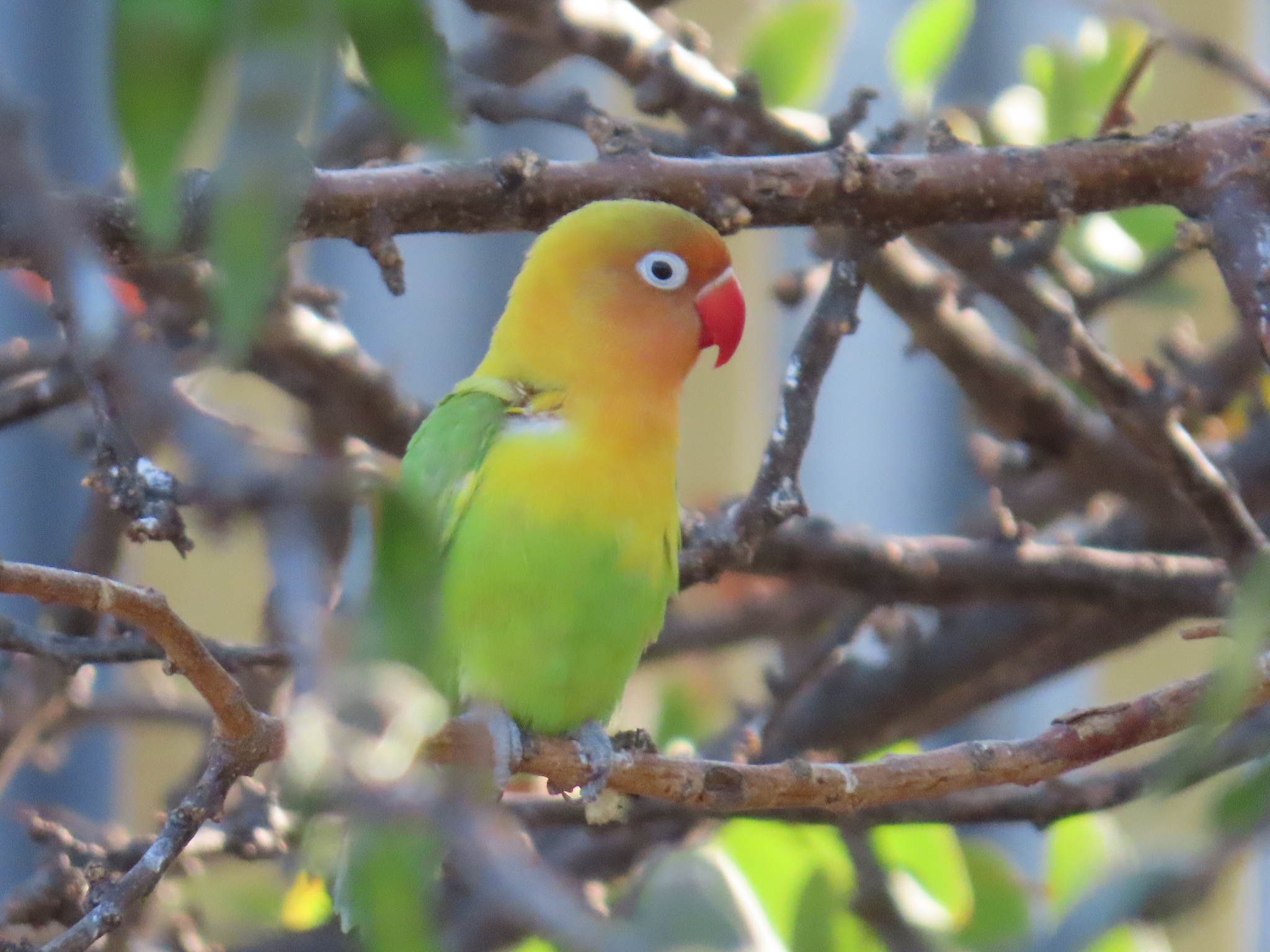 Fischer's Lovebird