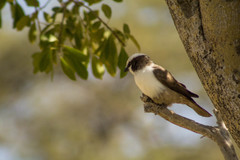 Southern White-Crowned Shrike photo 5